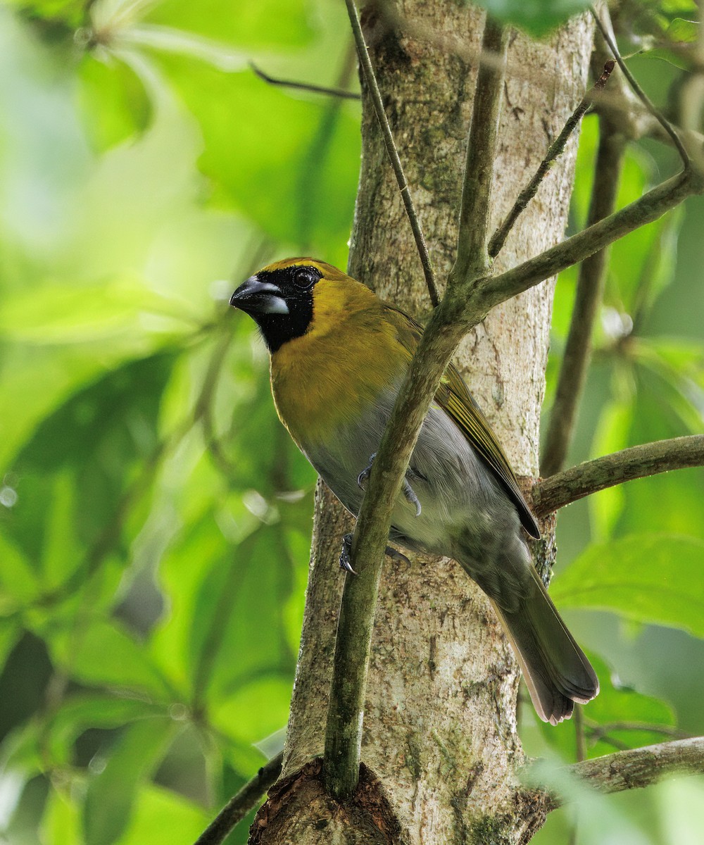 Масковый толстонос - ML646765557