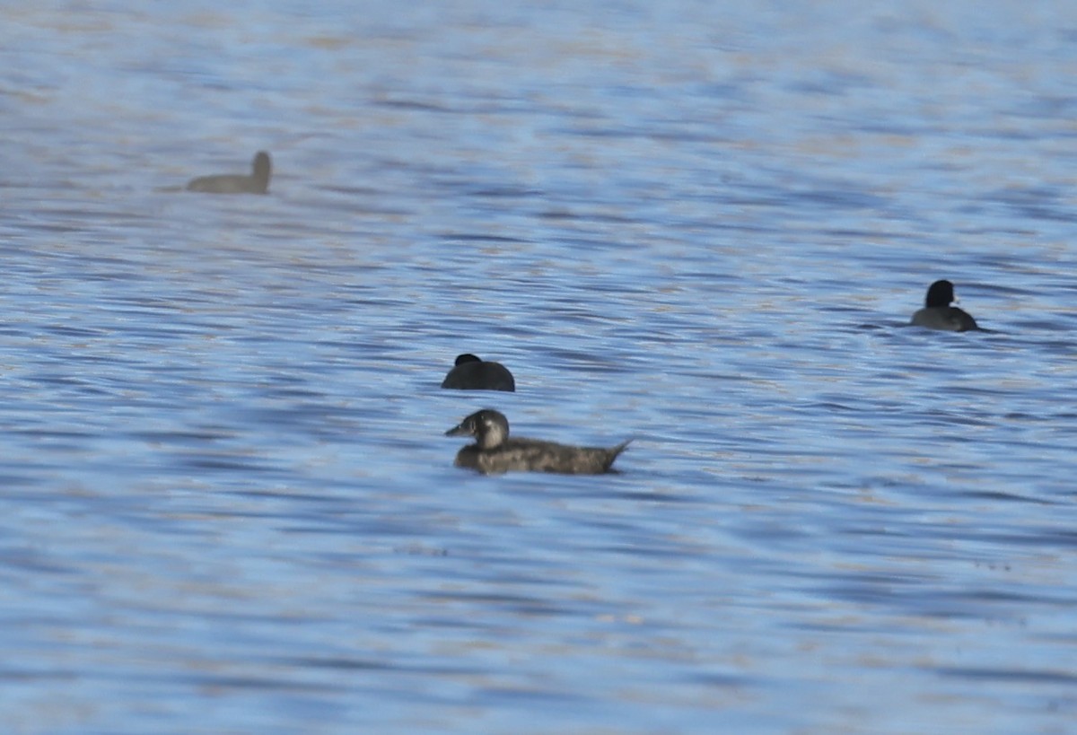 Yamalı Ördek - ML646765560