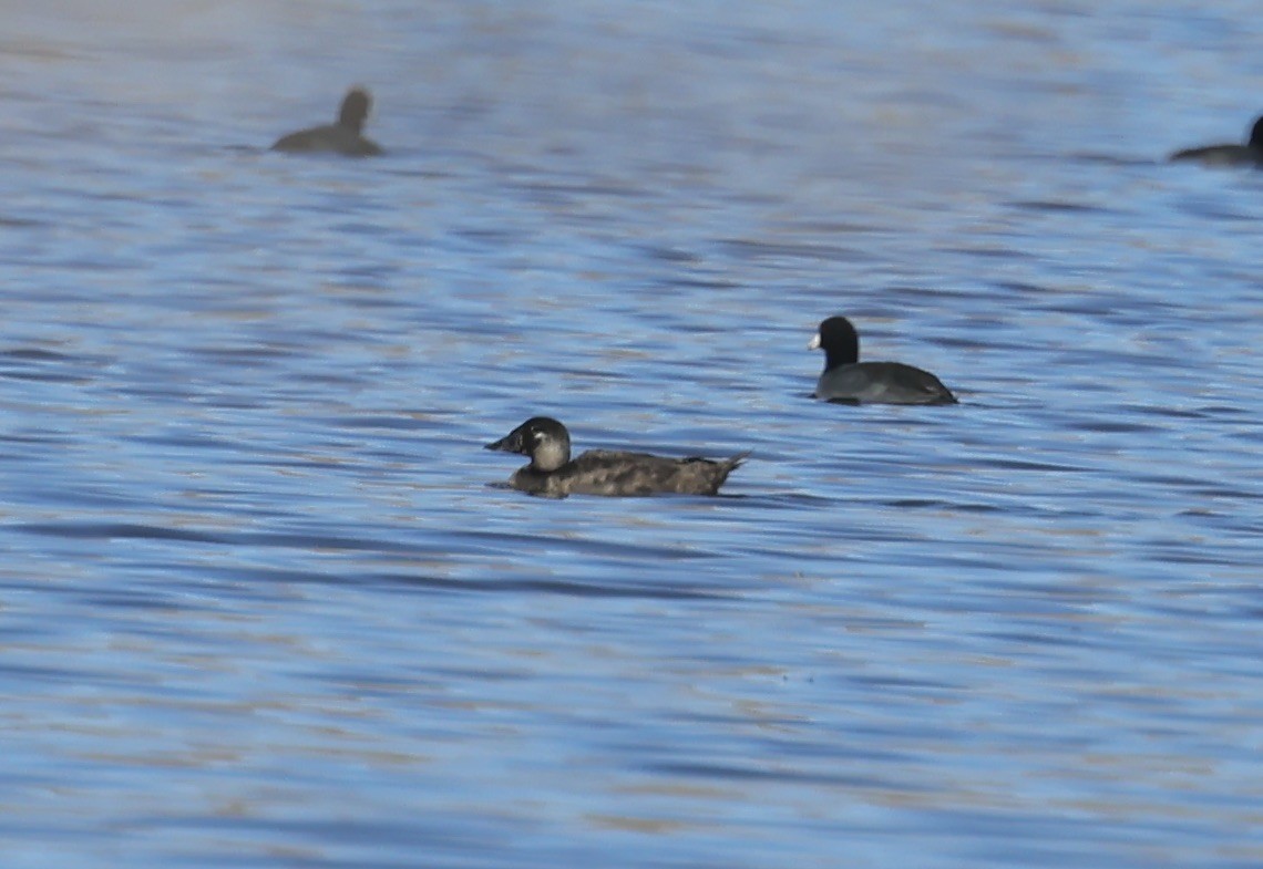 Yamalı Ördek - ML646765561