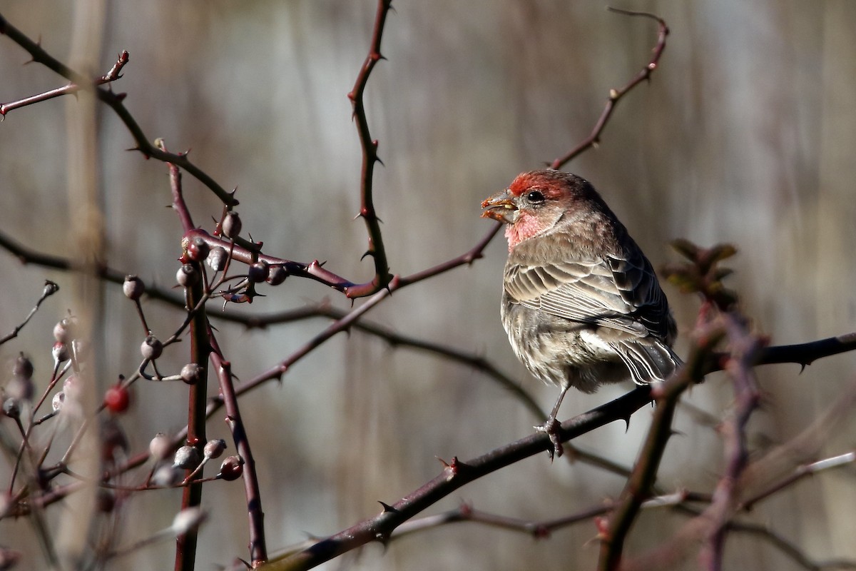 Мексиканская чечевица - ML646765562
