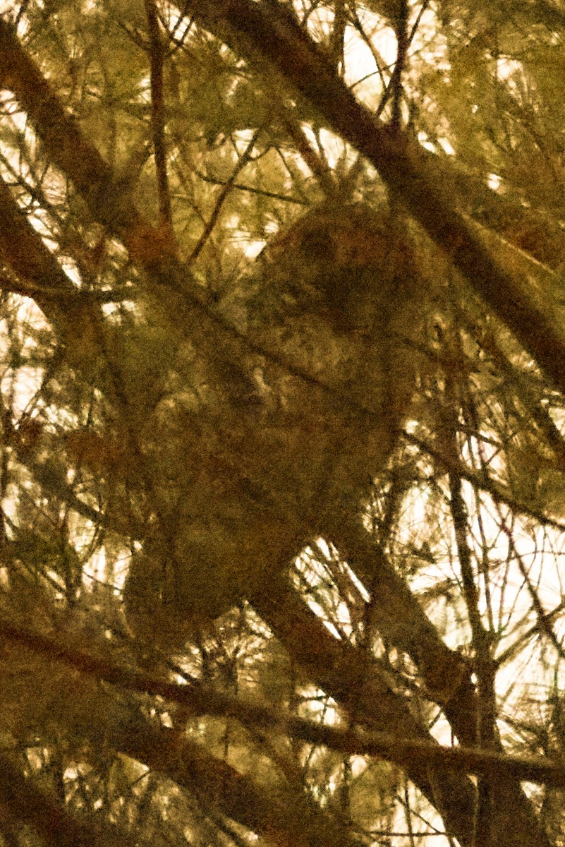 Barred Owl - ML646765563