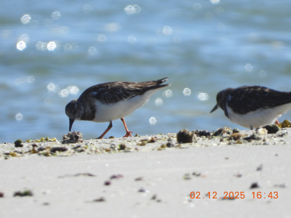 Камнешарка - ML646765564