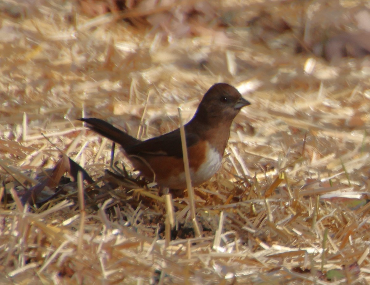 Красноглазый тохи - ML646765568