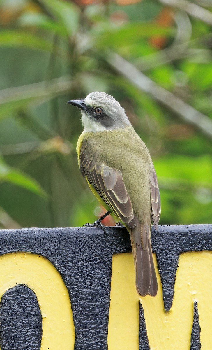 Сероголовый бентеви - ML646765569