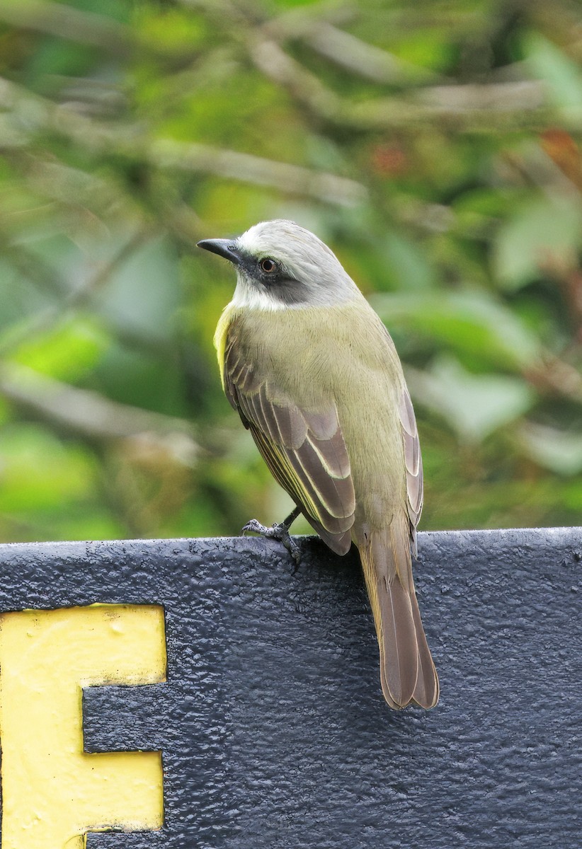 Сероголовый бентеви - ML646765570