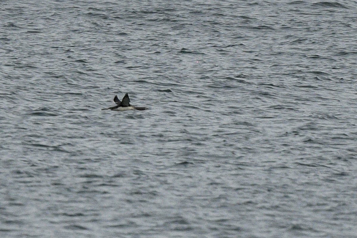 Краснозобая гагара - ML646765571