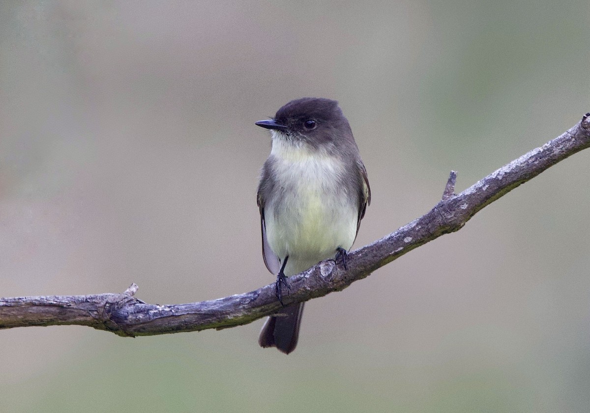 Светлобрюхий фиби - ML646765572