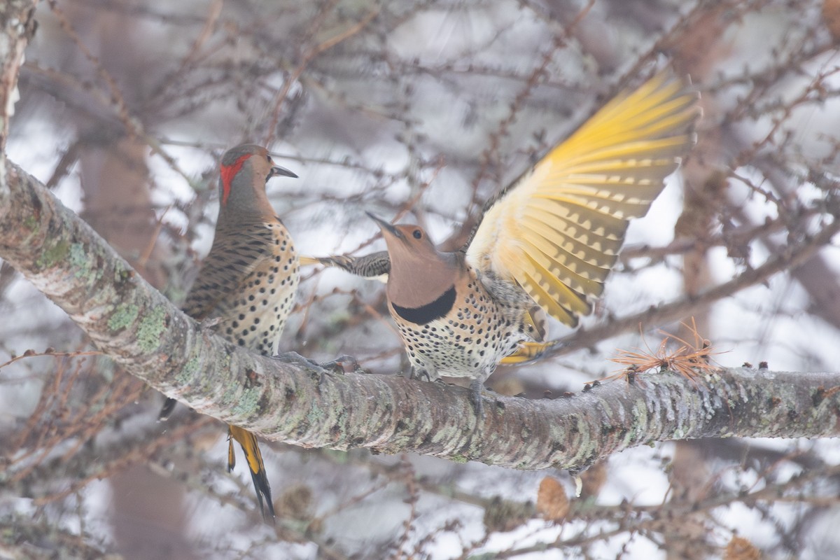 Шилоклювый дятел (auratus/luteus) - ML646765573