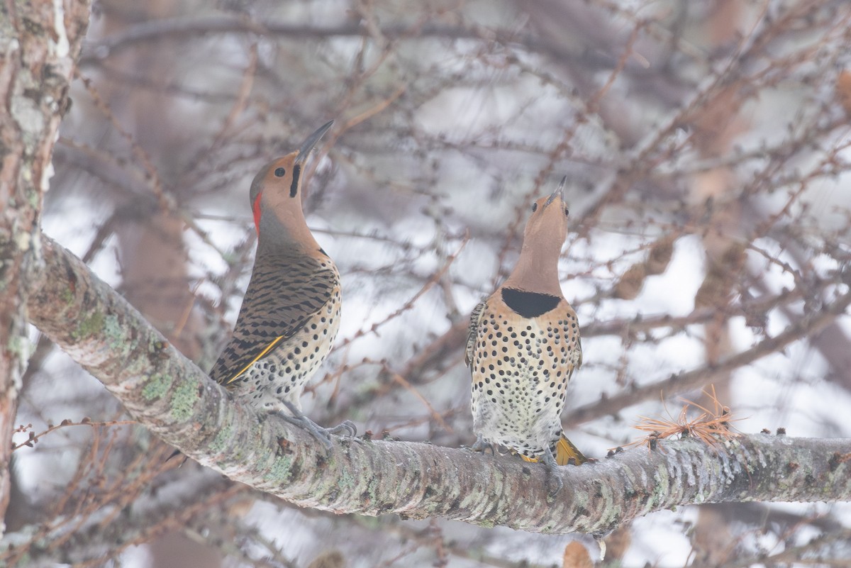 Шилоклювый дятел (auratus/luteus) - ML646765574