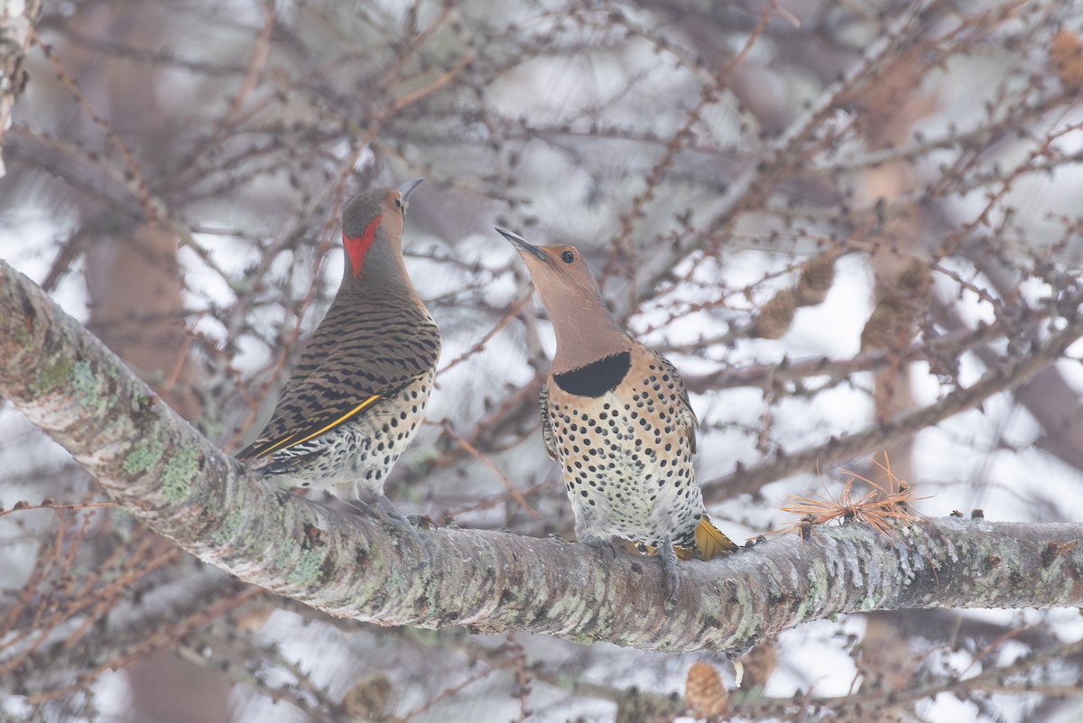Шилоклювый дятел (auratus/luteus) - ML646765575