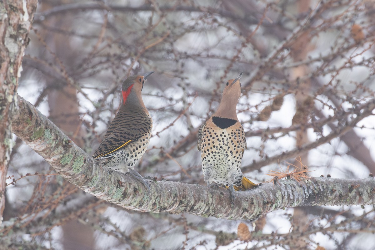 Шилоклювый дятел (auratus/luteus) - ML646765576