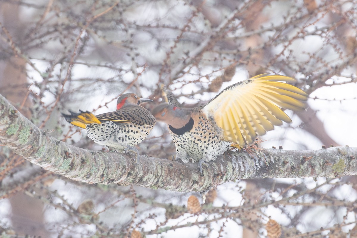 Шилоклювый дятел (auratus/luteus) - ML646765577