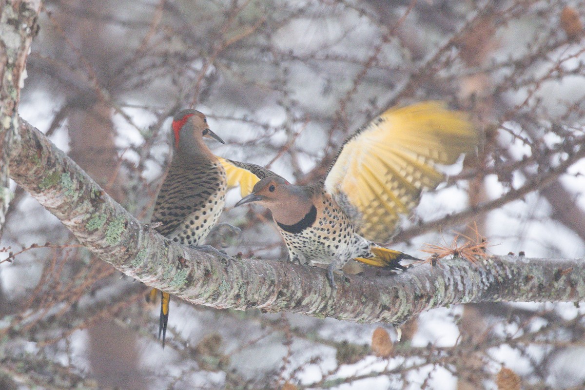 Шилоклювый дятел (auratus/luteus) - ML646765578