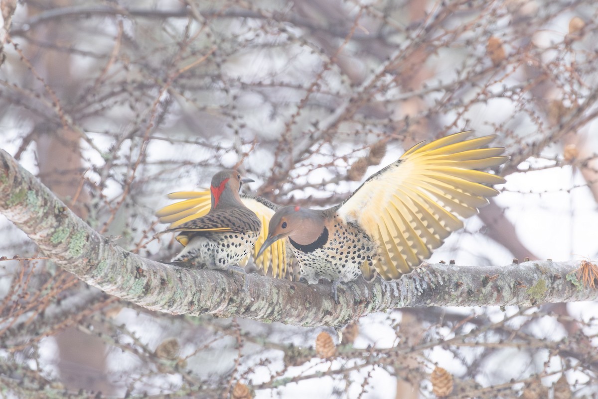 Шилоклювый дятел (auratus/luteus) - ML646765579