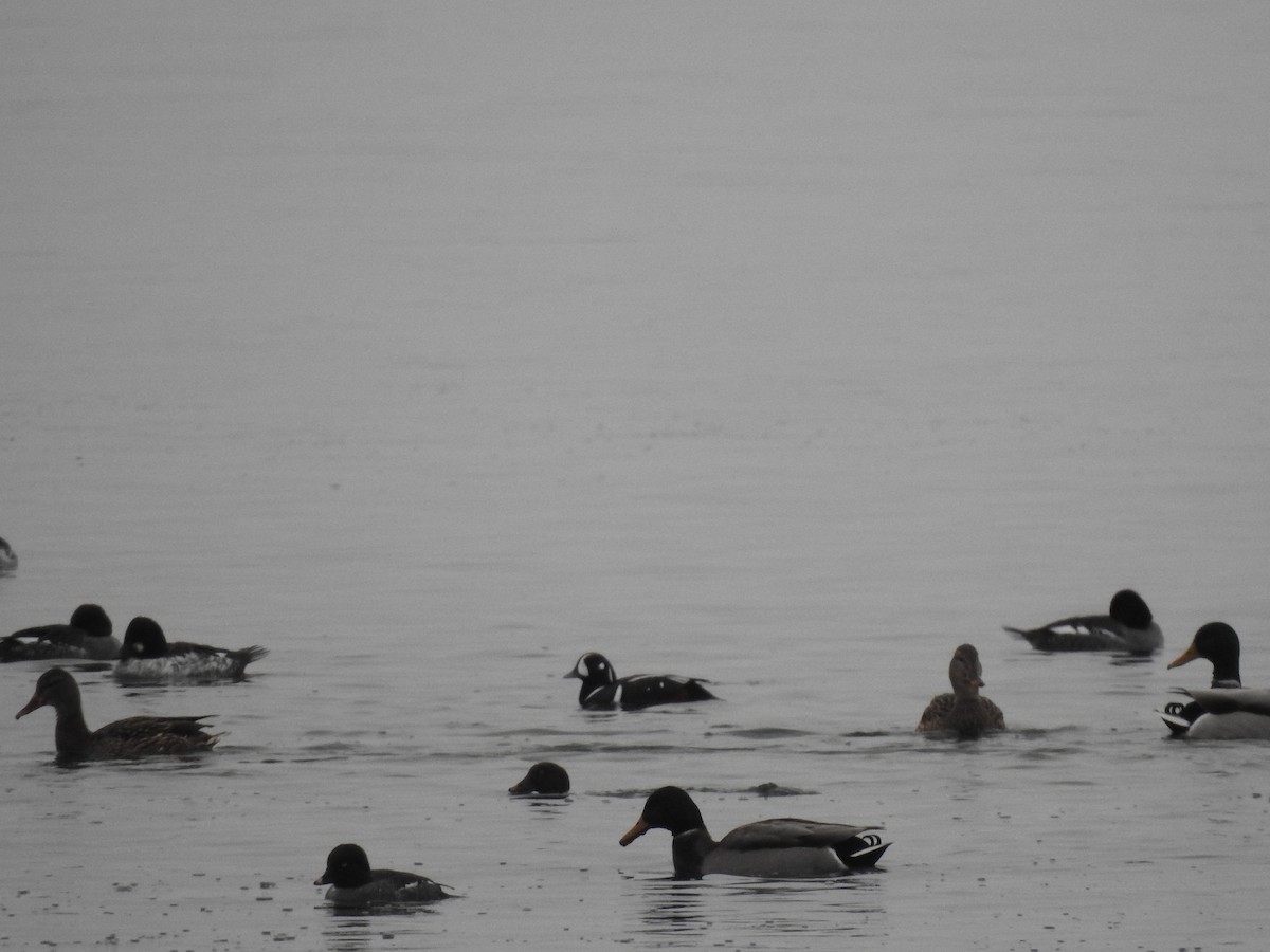 harlekinand - ML646765581