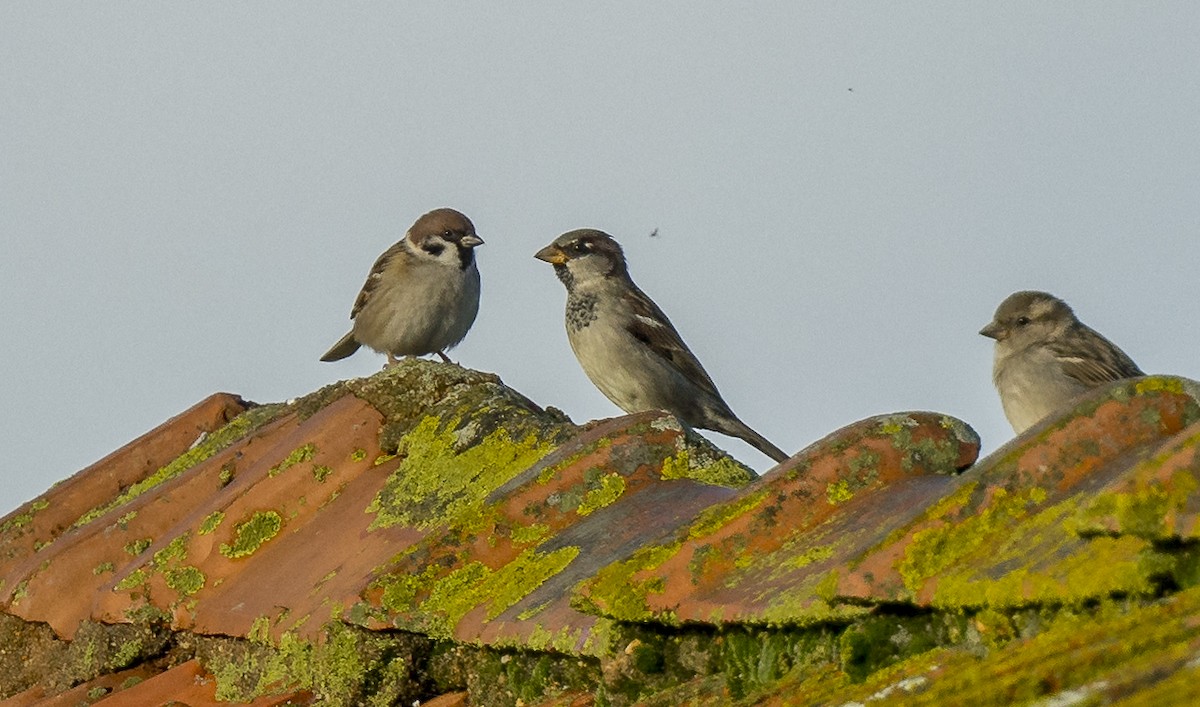 Домовый воробей - ML646765583