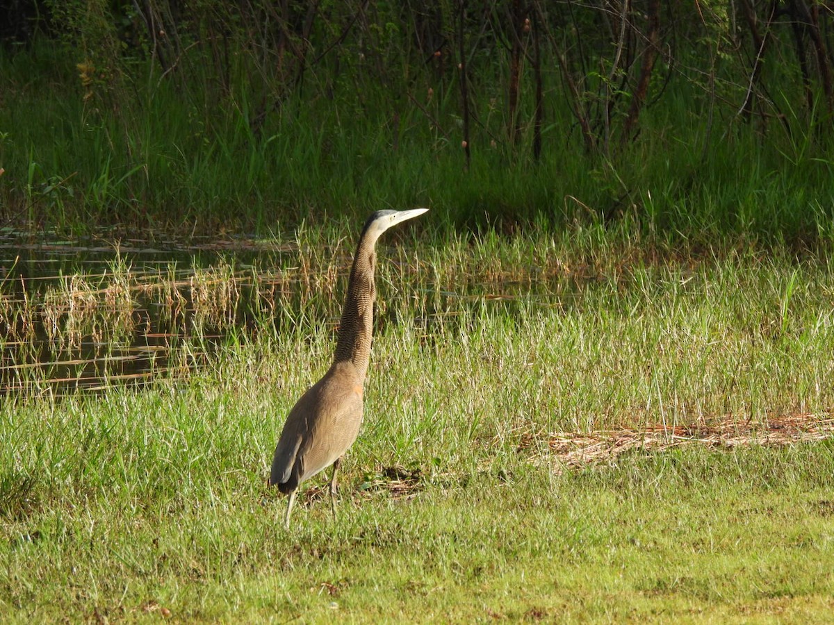 Мексиканская тигровая выпь - ML646765585