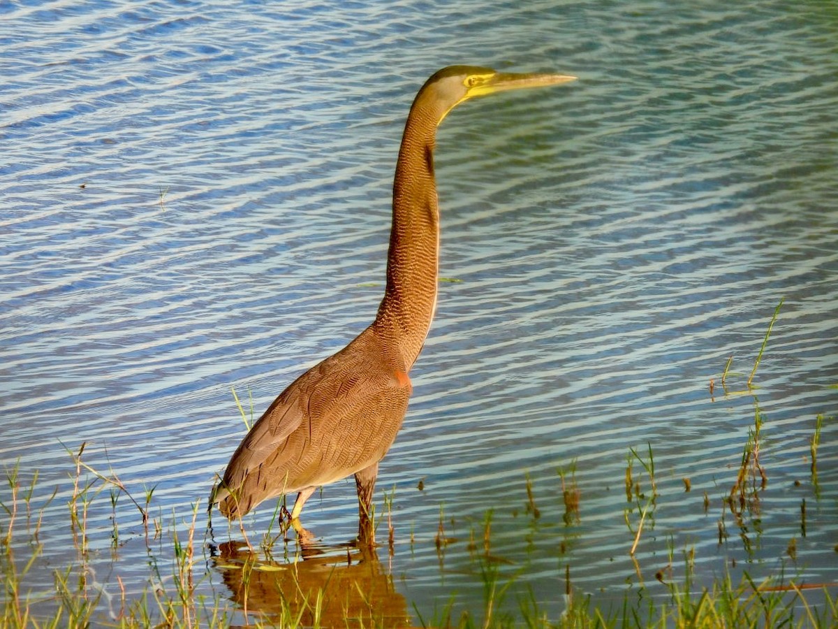 Мексиканская тигровая выпь - ML646765587