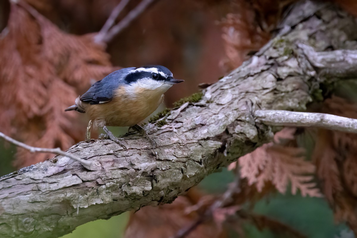 Канадский поползень - ML646765588