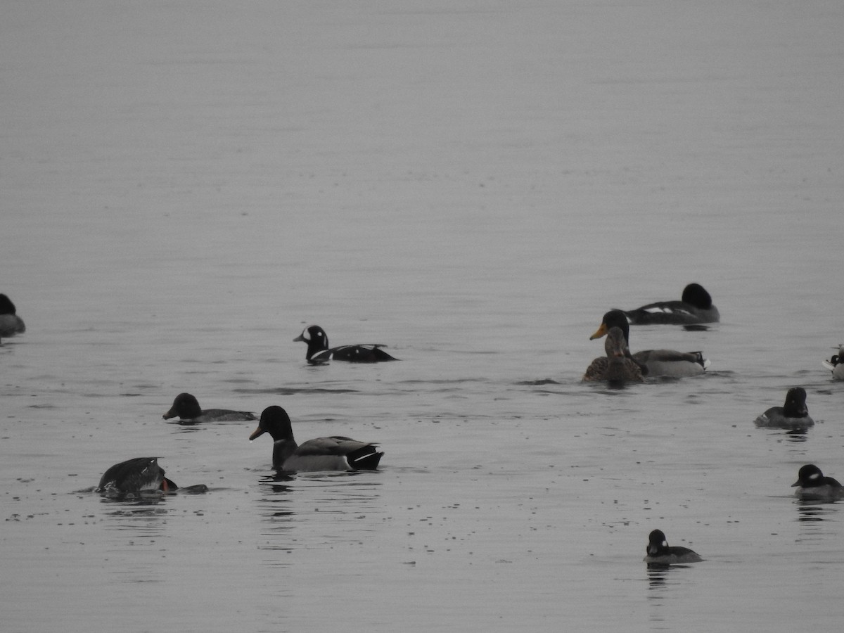 harlekinand - ML646765589