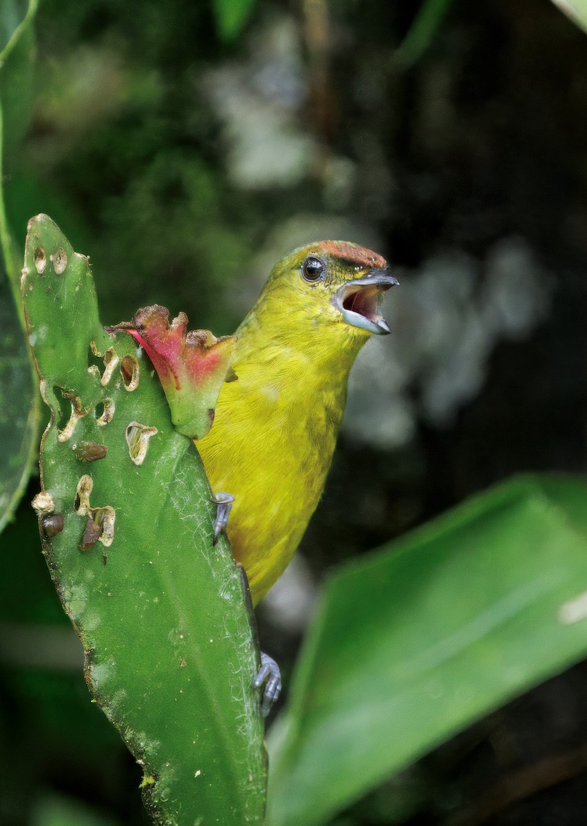 Оливковоспинная эуфония - ML646765591