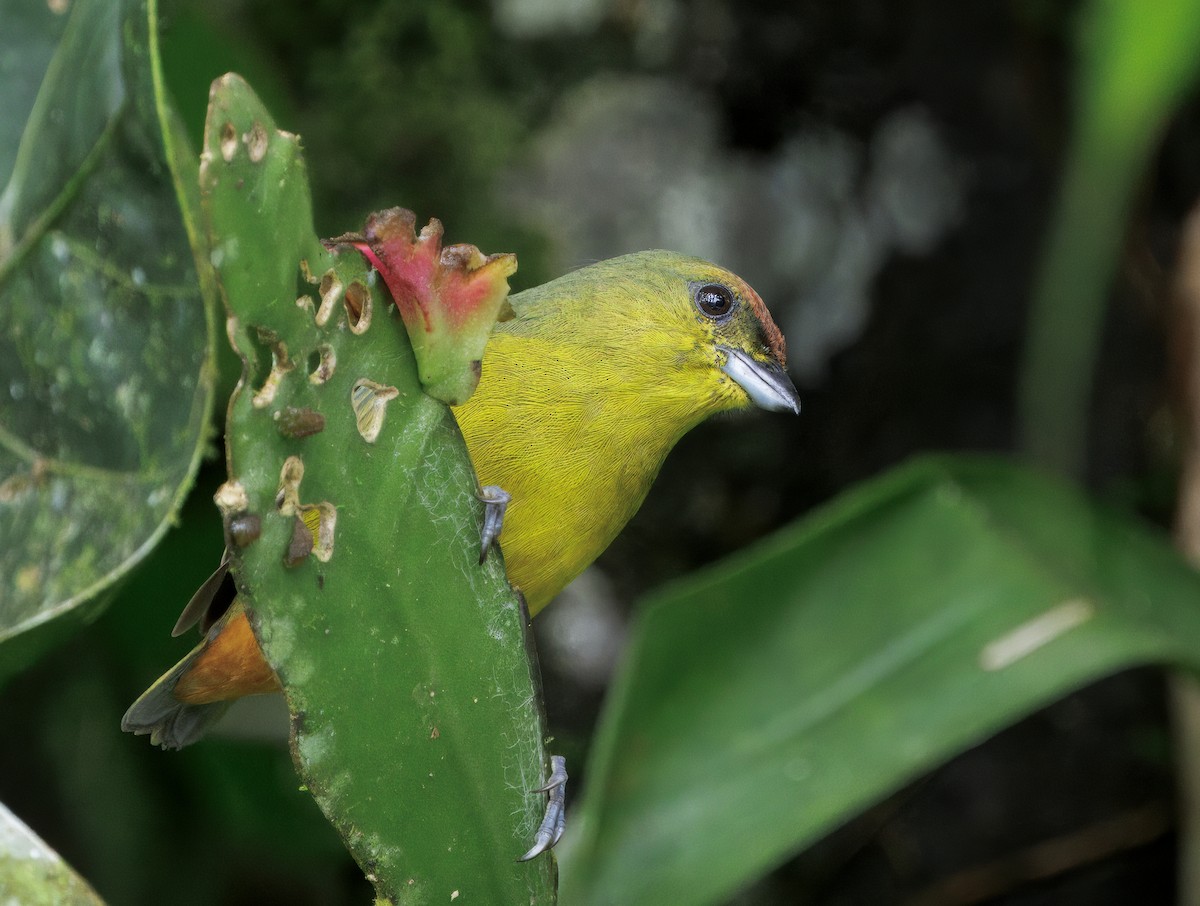 Оливковоспинная эуфония - ML646765592