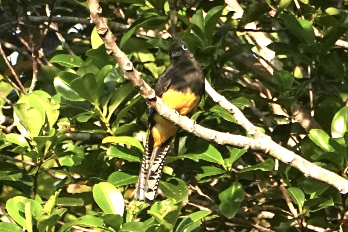 Зеленохвостый трогон - ML646765593