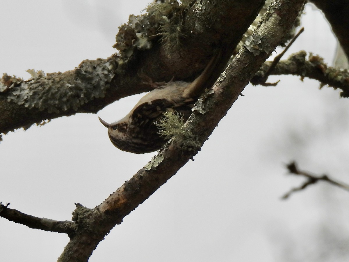 Американская пищуха - ML646765594