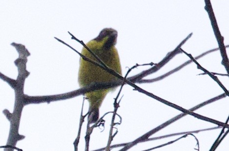 Желтобрюхий дакнис - ML646765595