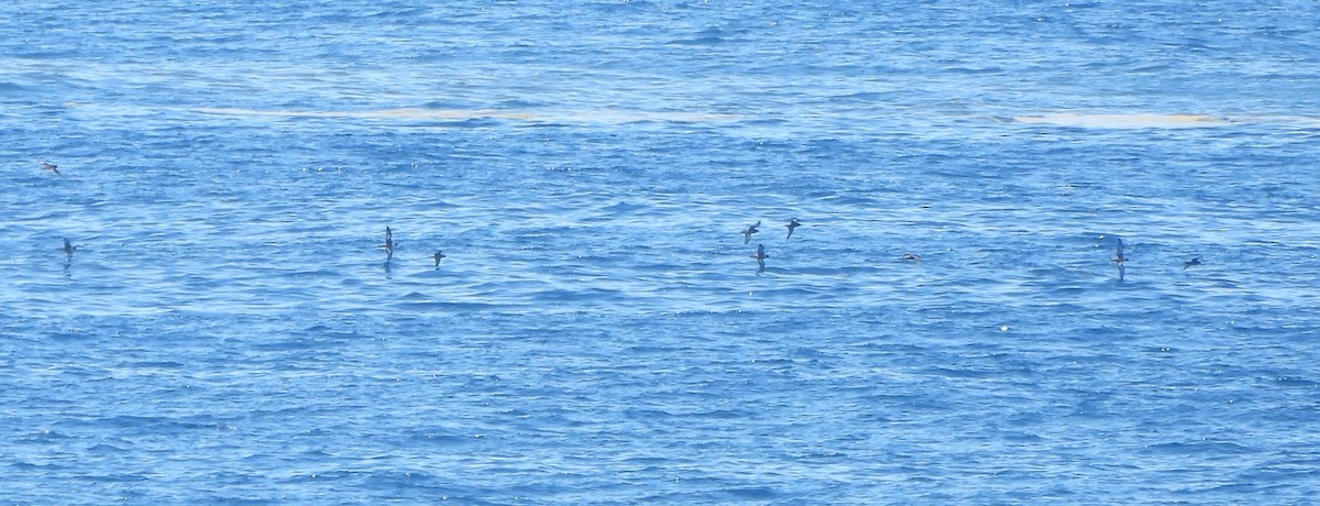 Тонкоклювый буревестник - ML646765597