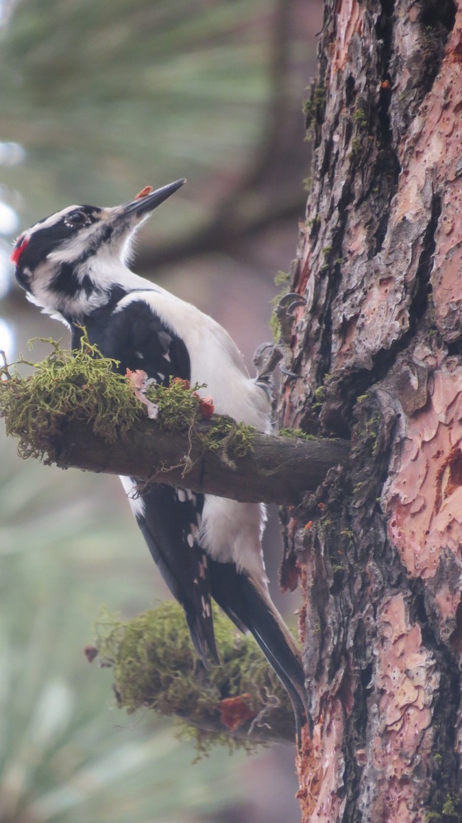 Hairy Woodpecker (Rocky Mts.) - ML646765598