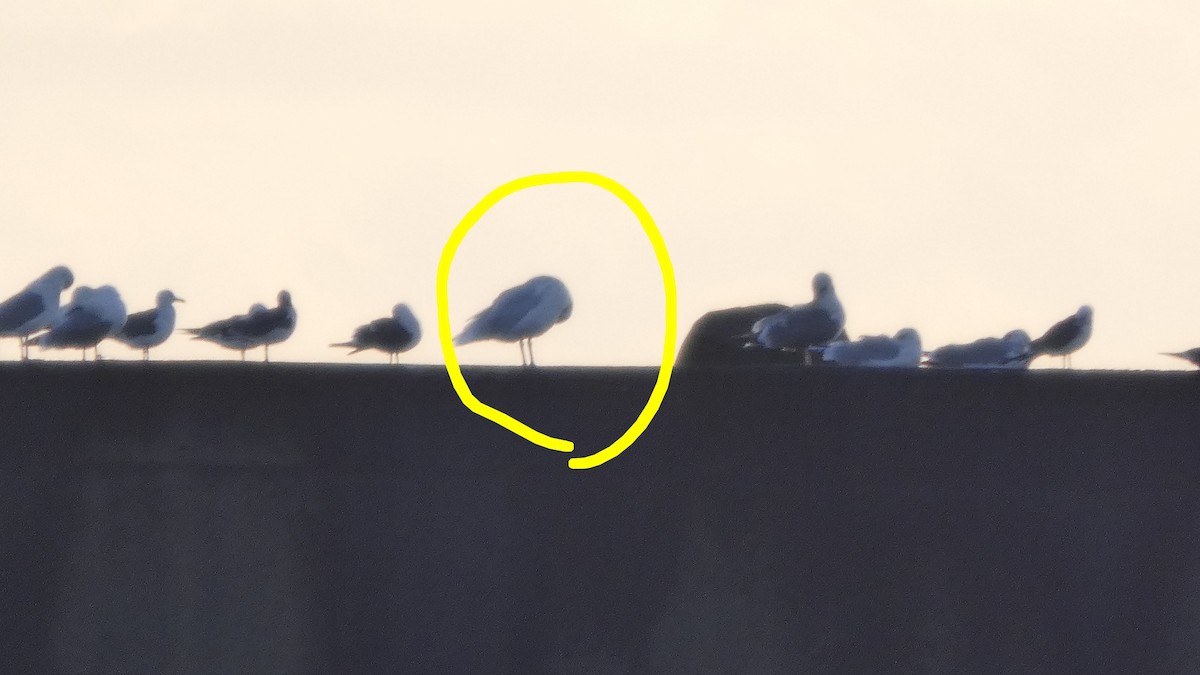 gråvingemåke - ML646765602