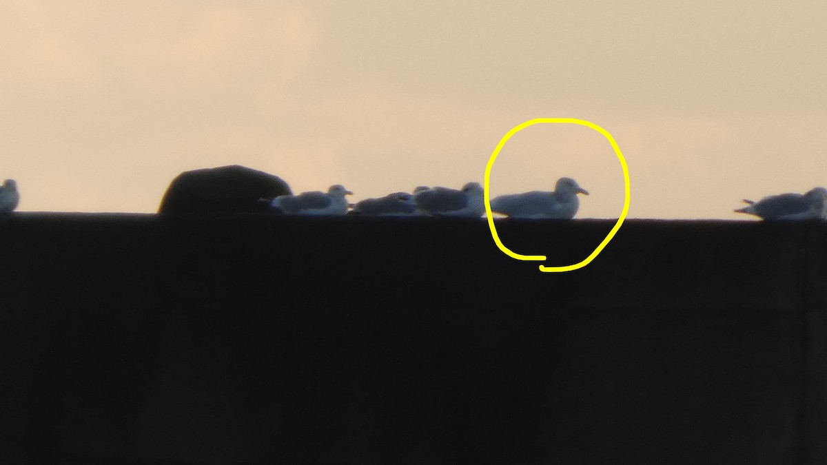 gråvingemåke - ML646765603