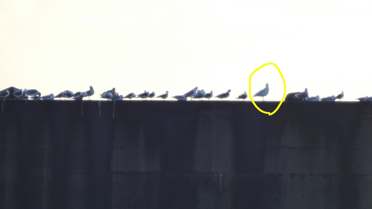 gråvingemåke - ML646765604