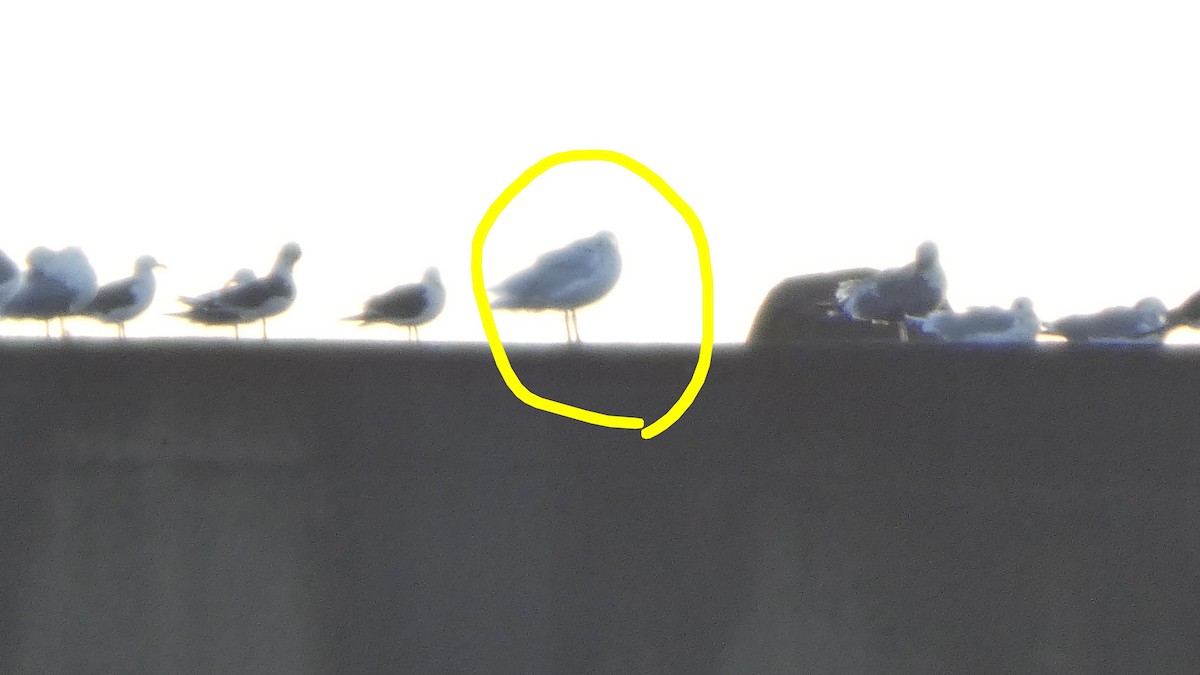 gråvingemåke - ML646765605