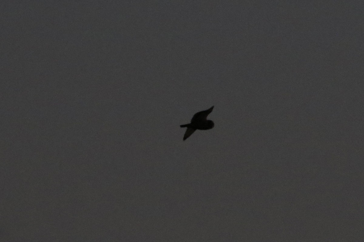 短耳鴞 - ML646765607