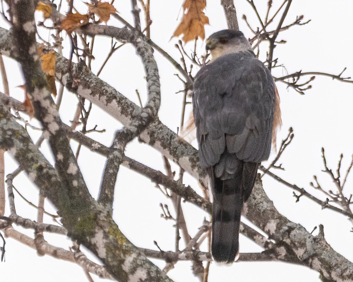 trostehauk - ML646765608