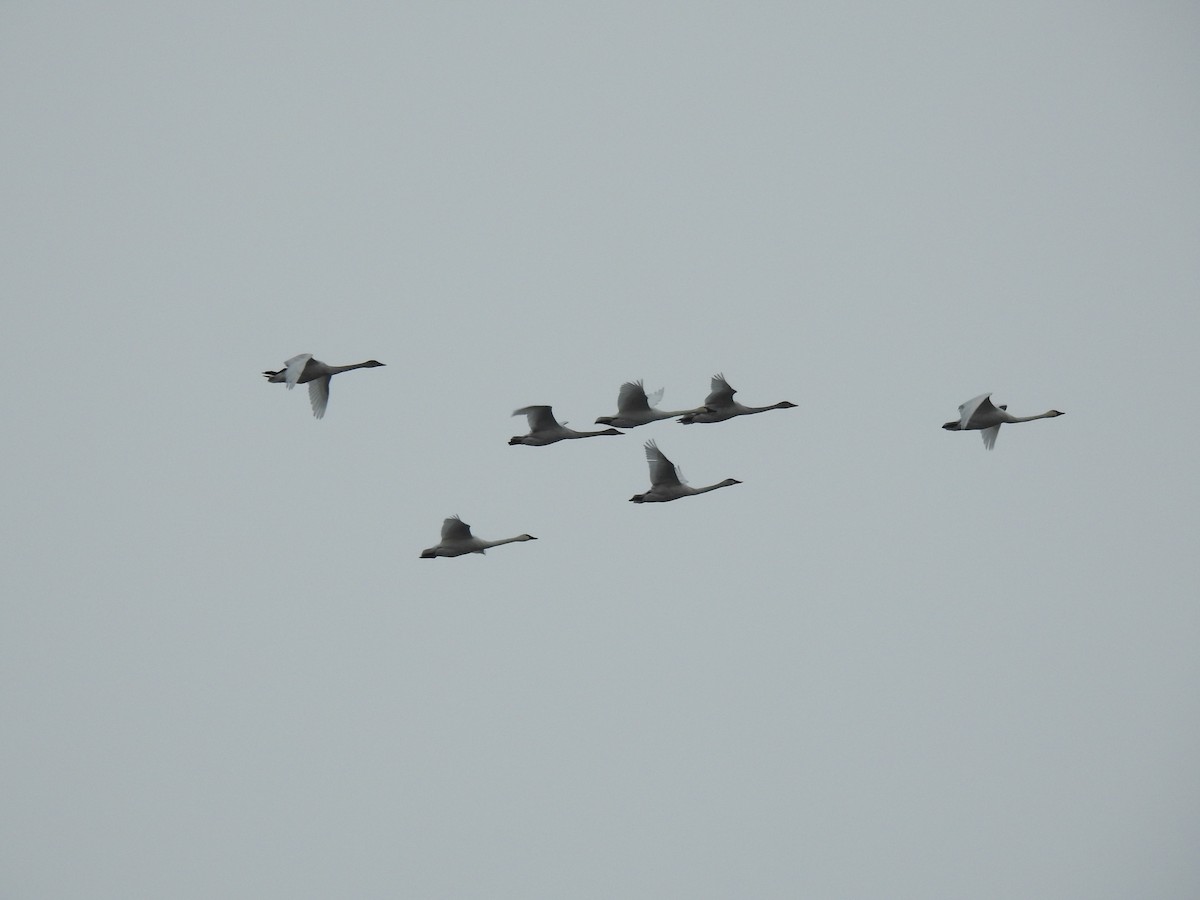 Американский лебедь - ML646765610