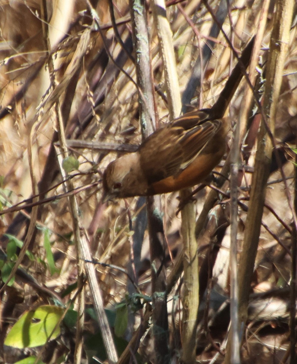 טואי אדום-עין - ML646765611