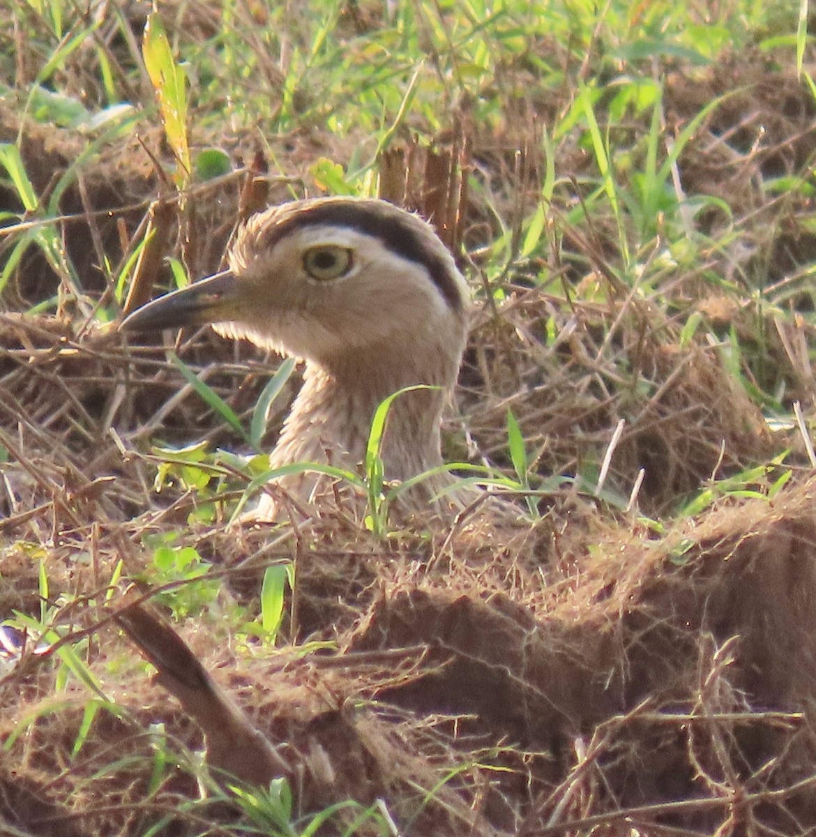 amerikatriel - ML646765612