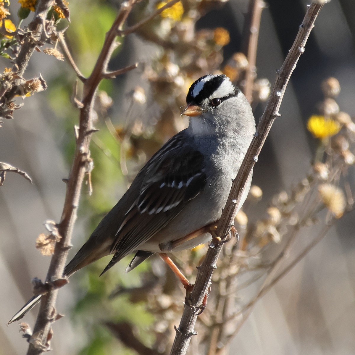 White-crowned Sparrow - ML646765617