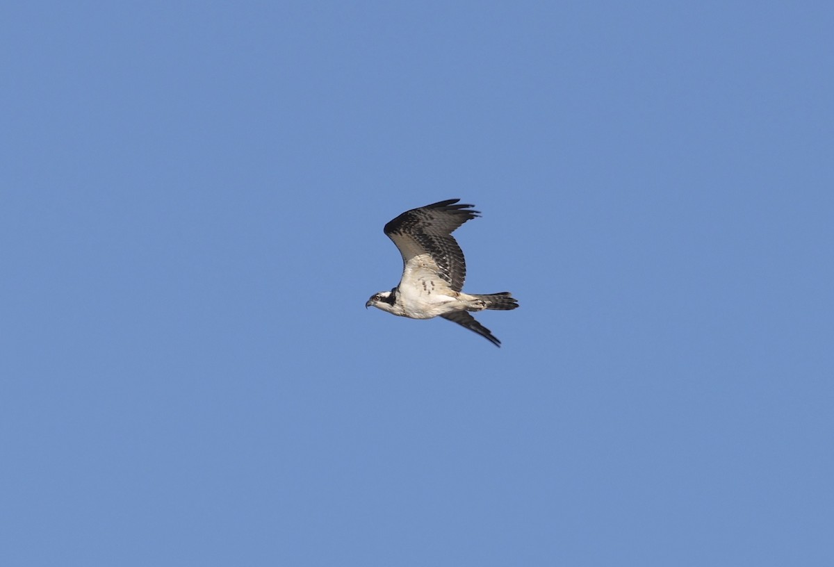 Balık Kartalı - ML646765619