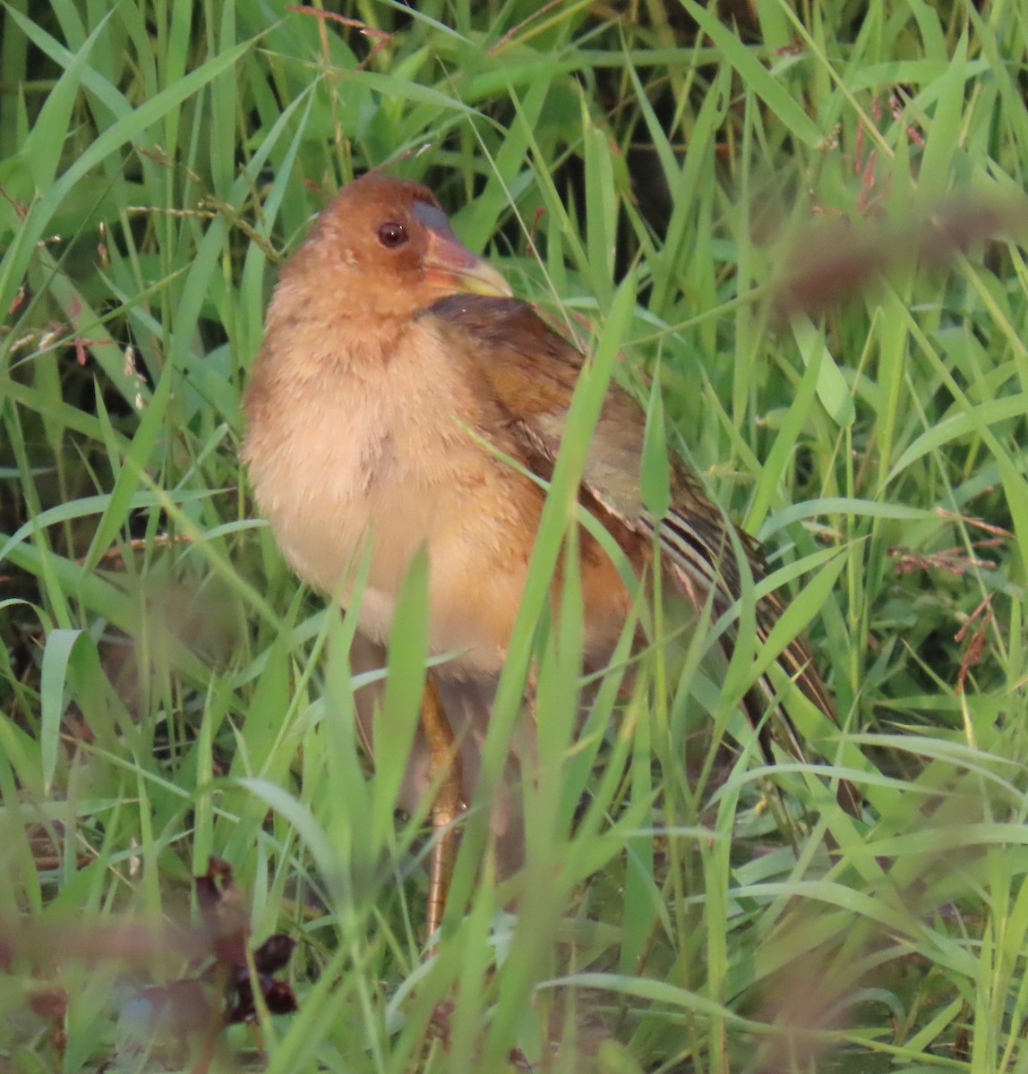 amerikapurpurhøne - ML646765620