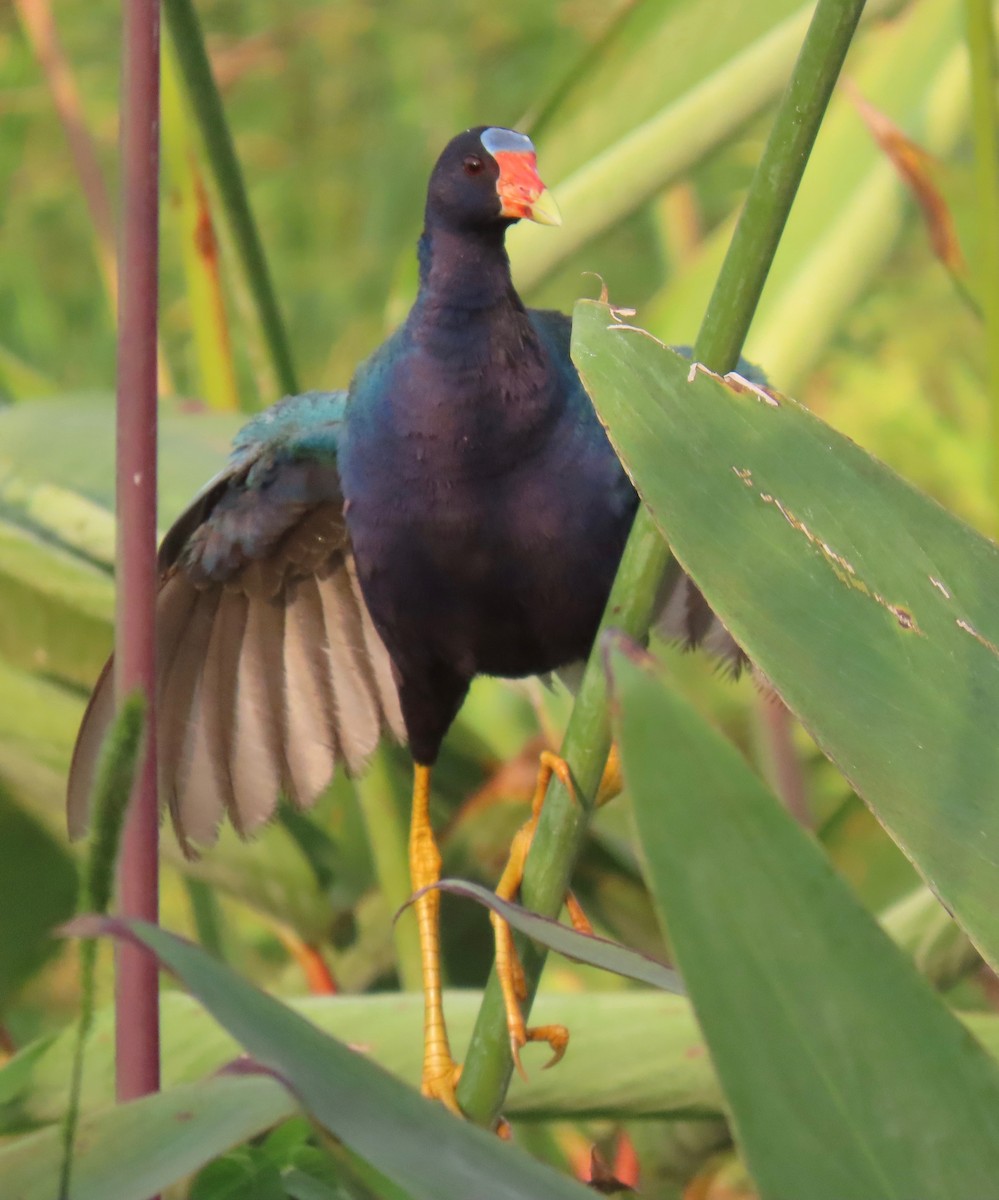 amerikapurpurhøne - ML646765621