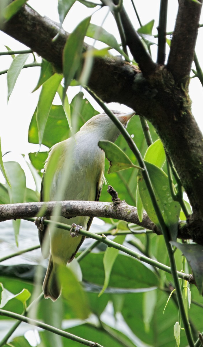 Yellow-green Vireo - ML646765623