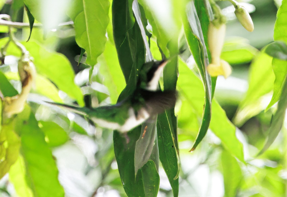 Purpurkron-Schmuckkolibri - ML646765626