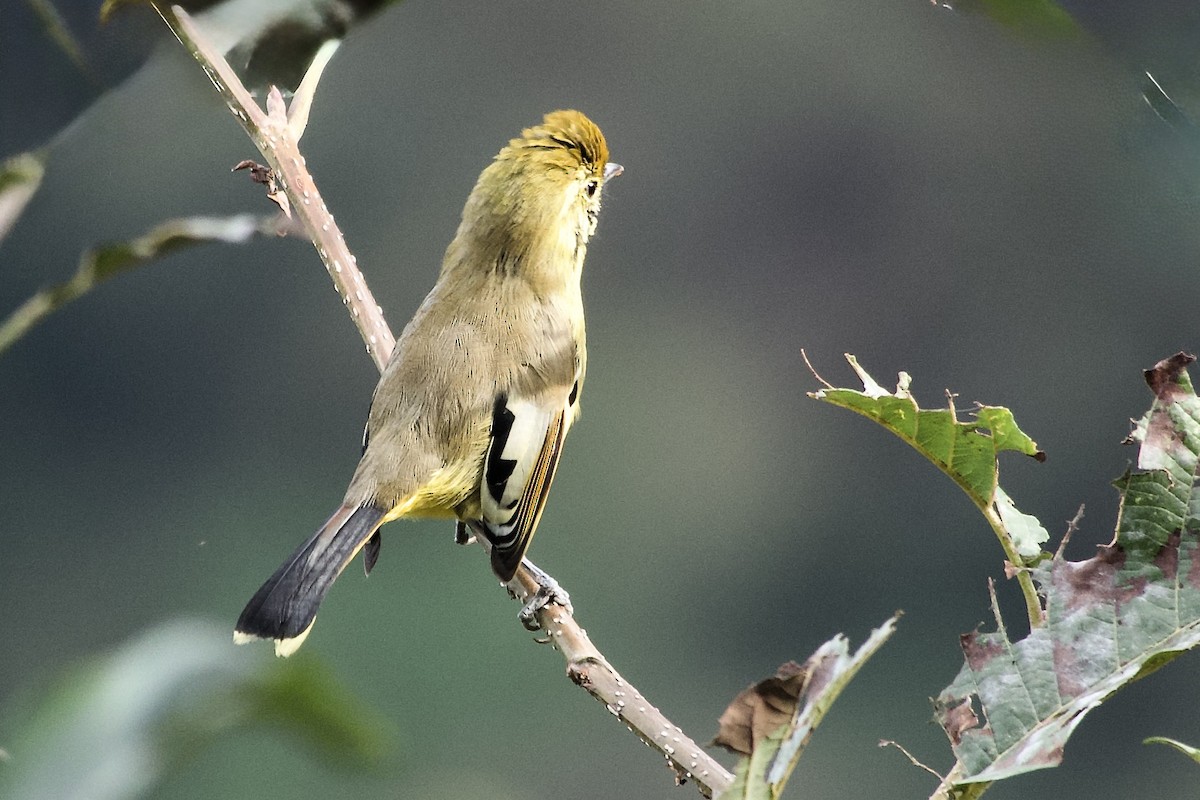 Chestnut-tailed Minla - ML646765635