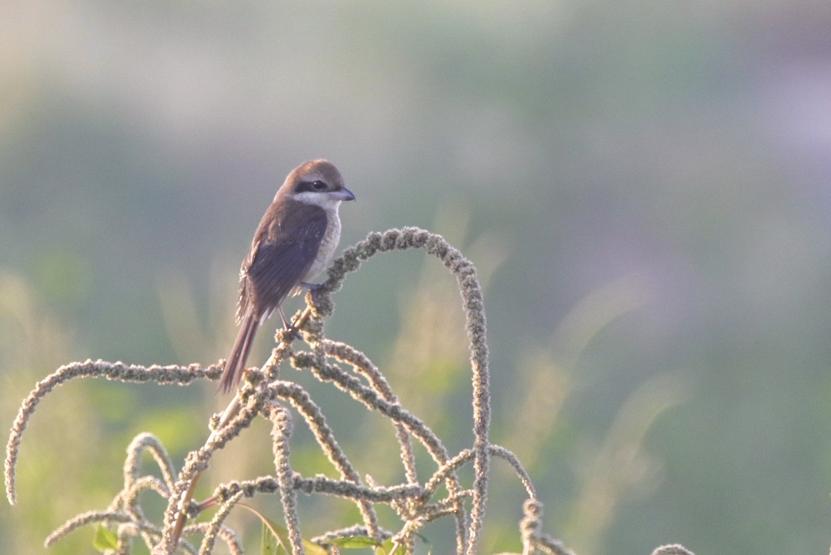 Сорокопуд сибірський - ML646765637