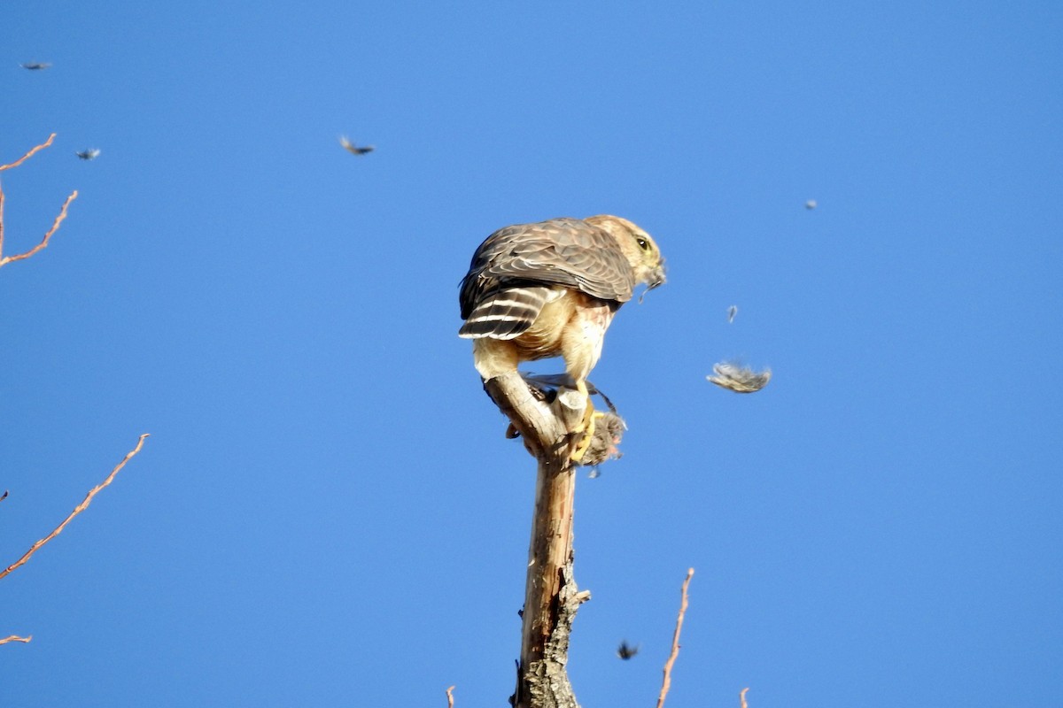 Merlin - ML646765639