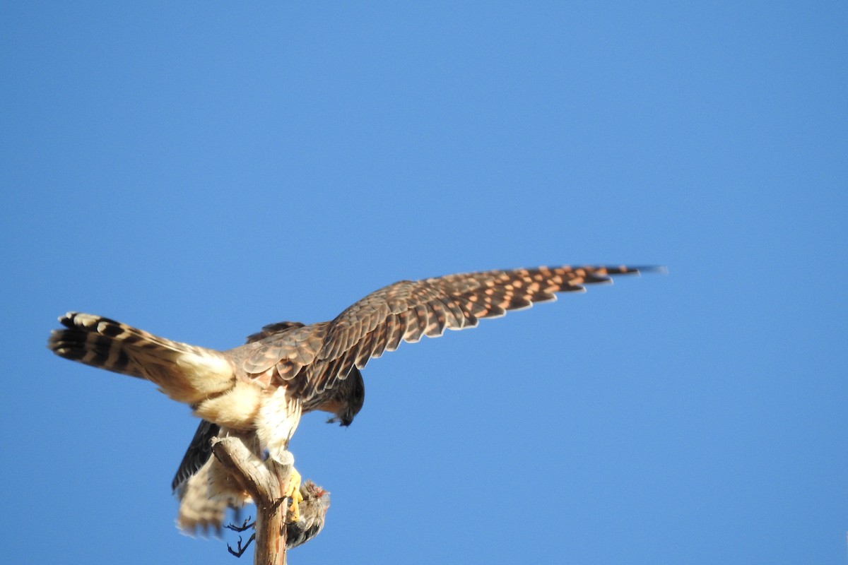 Merlin - ML646765640